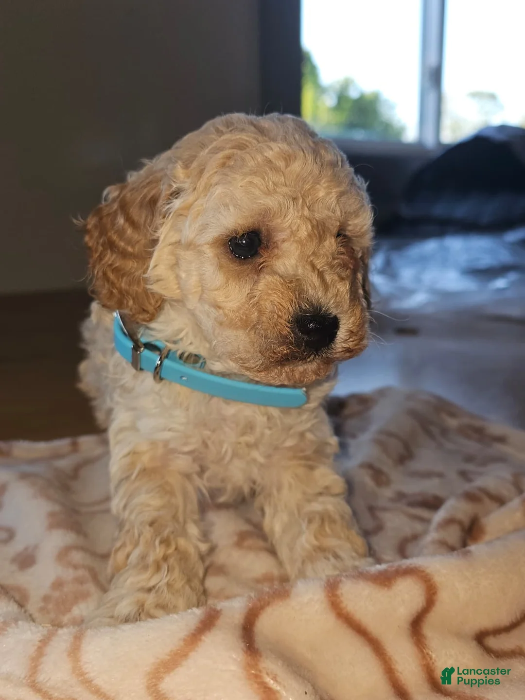 Miniature Poodle dogs for sale: Casper - Ad 1