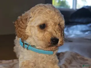 Miniature Poodle dogs Casper - Ad 6