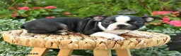 Boston Terrier dogs for sale: Beatrice - Ad 3
