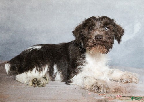 Miniature Schnauzer dogs Kayden - Ad 35