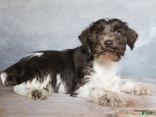 Miniature Schnauzer dogs Kayden - Ad 31