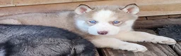 Siberian Husky dogs for sale: Siberian Husky Puppy 7 - Ad 2