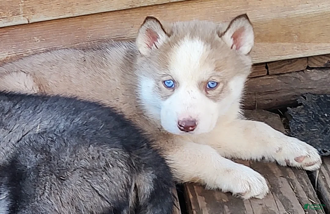 Siberian Husky dogs for sale: Siberian Husky Puppy 7 - Ad 2