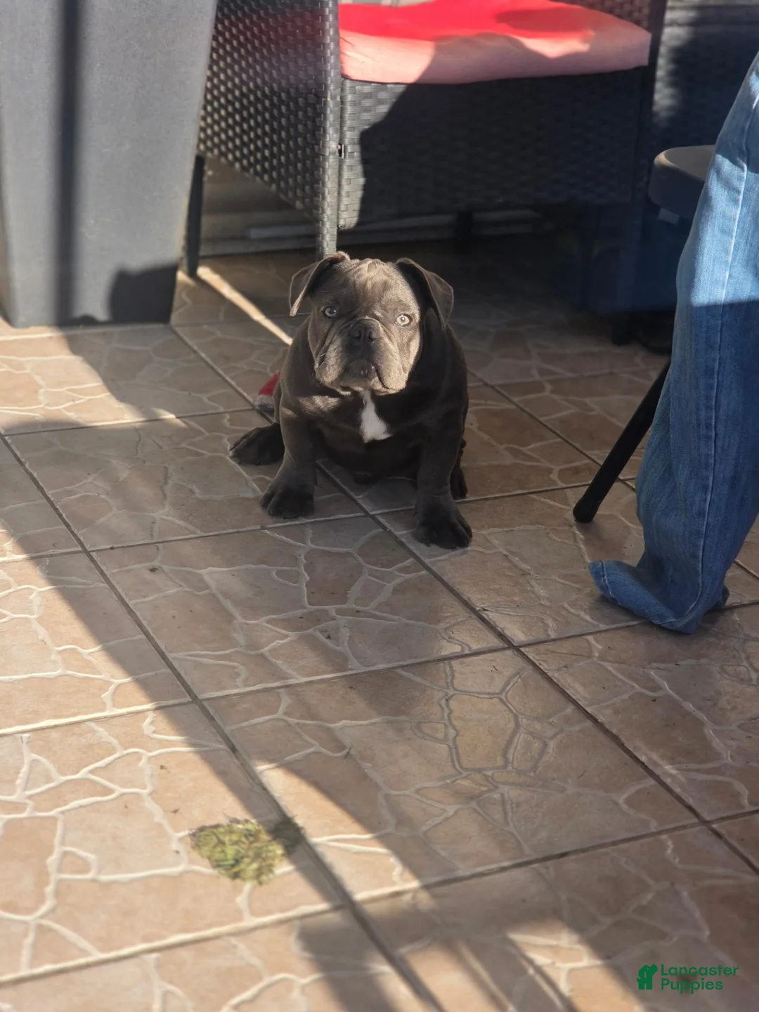 French Bulldog dogs for sale: Biggs - Ad 2