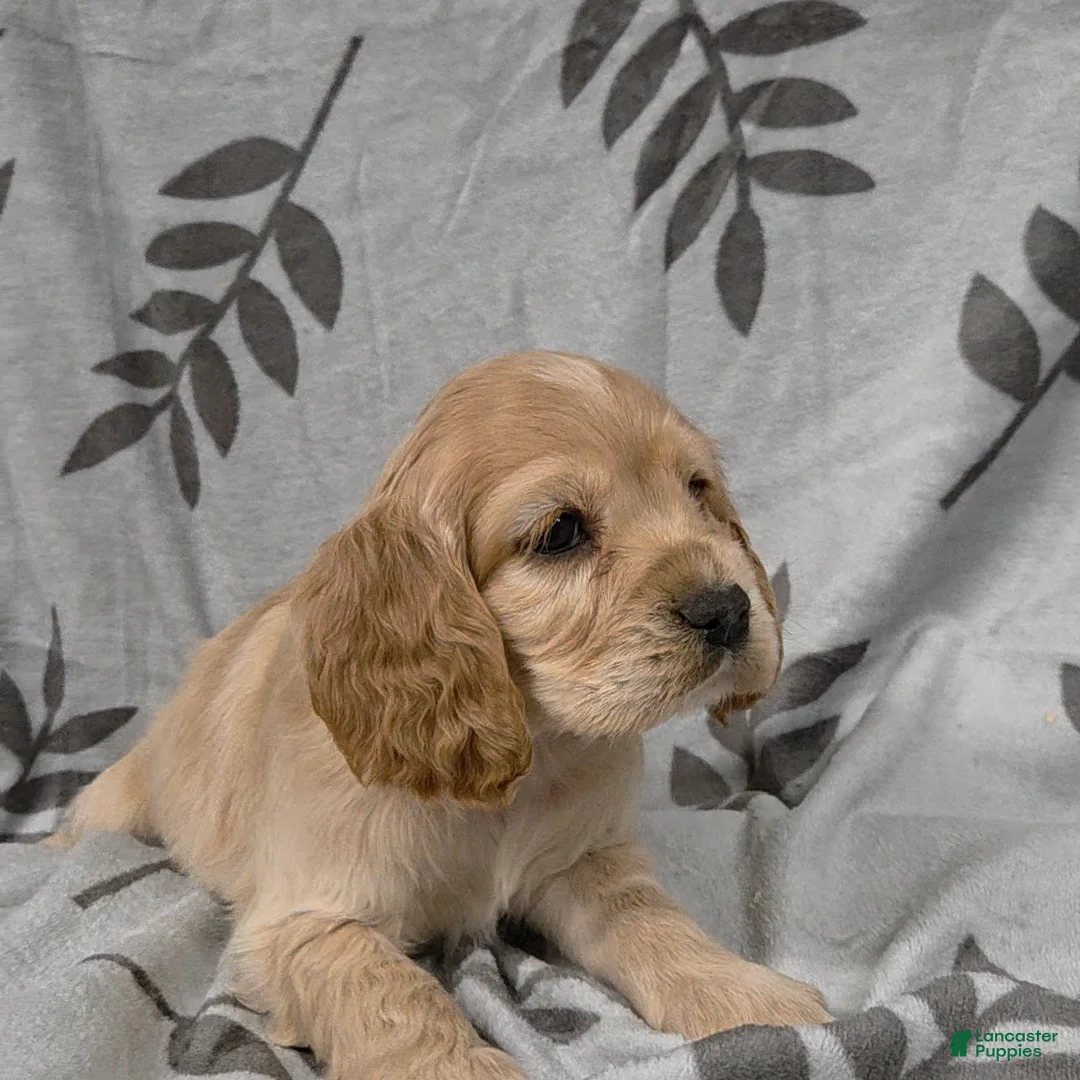 Cocker Spaniel dogs for sale: March Hare - Ad 2