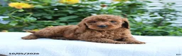 Mini Goldendoodle dogs for sale: Lloyd - Ad 8