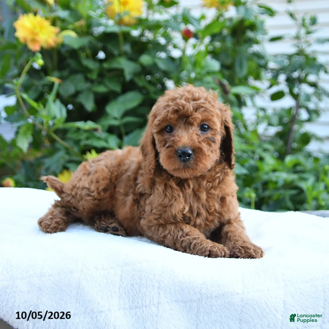 Mini Goldendoodle dogs for sale: Lloyd - Ad 8
