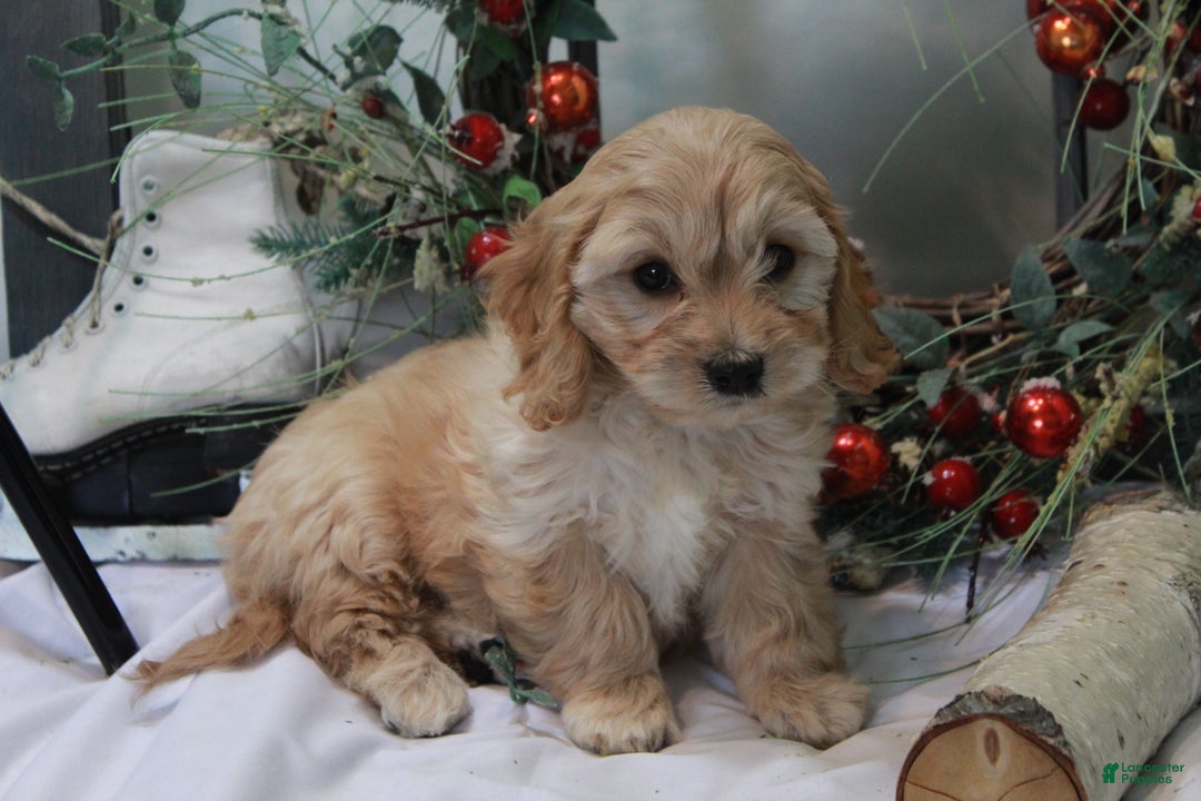 Cavachon dogs for sale: Snowball - Ad 3