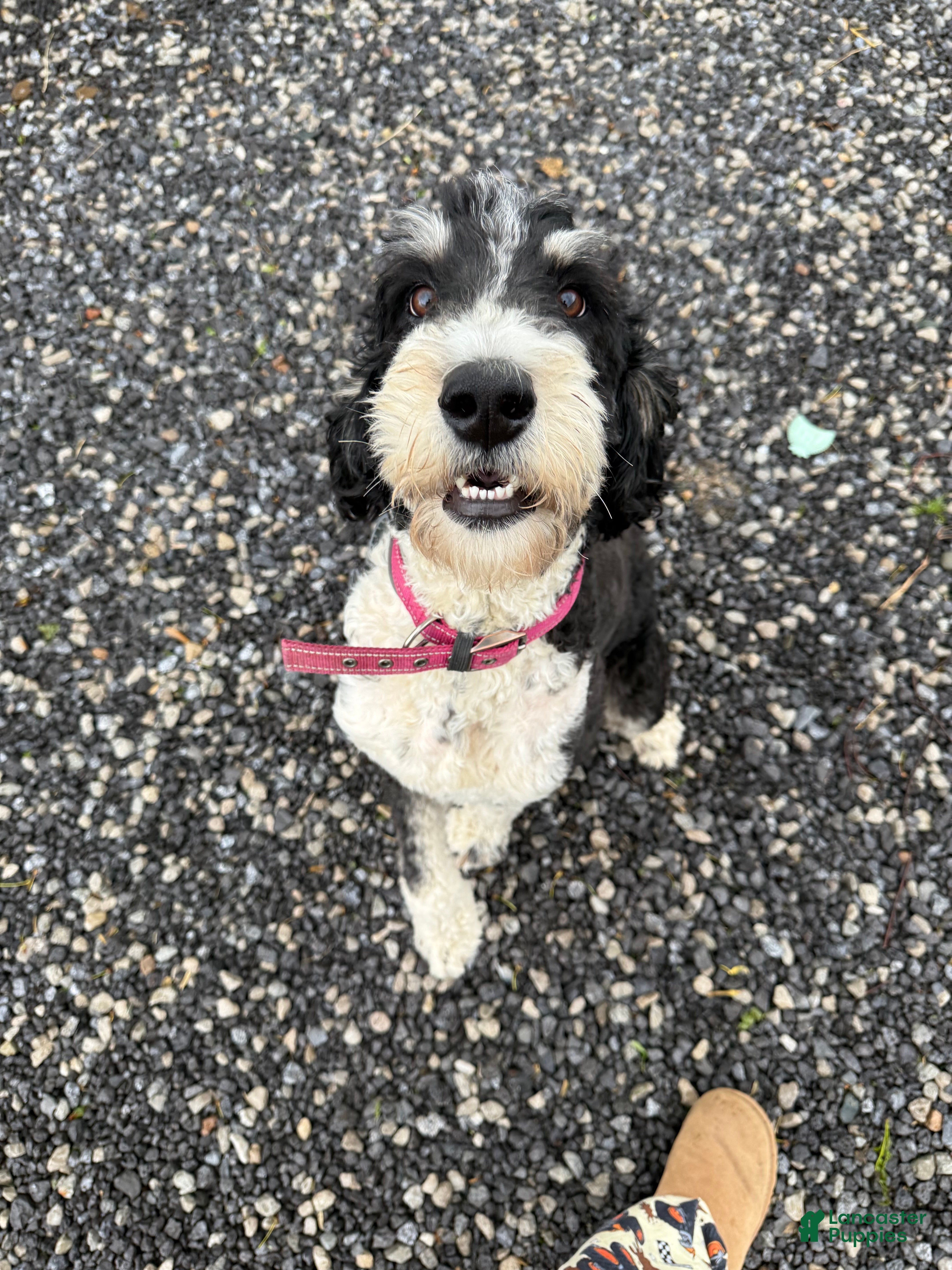 Maggie 