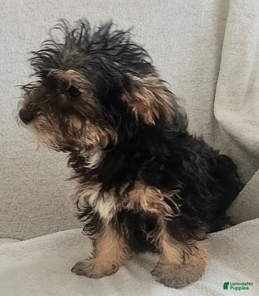 Yorkiepoo dogs Zeus - Ad 2