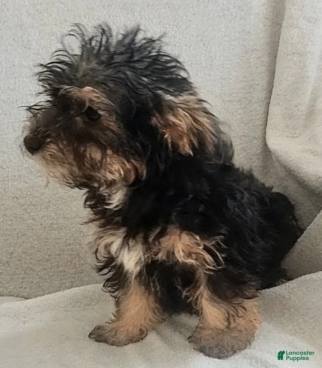 Yorkiepoo dogs for sale: Zeus - Ad 2