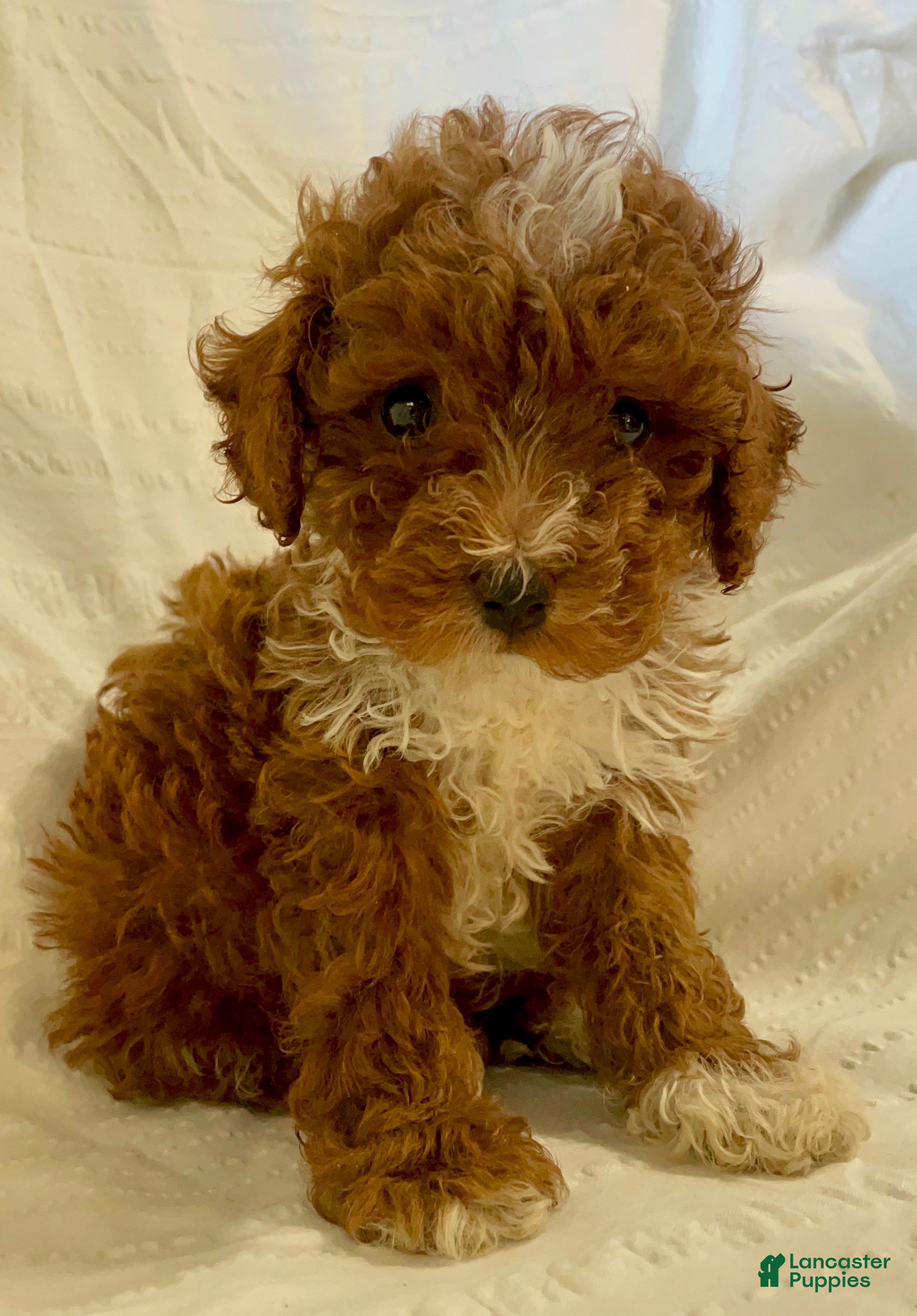 Toy Poodle dogs Snickerdoodle  - Ad 23