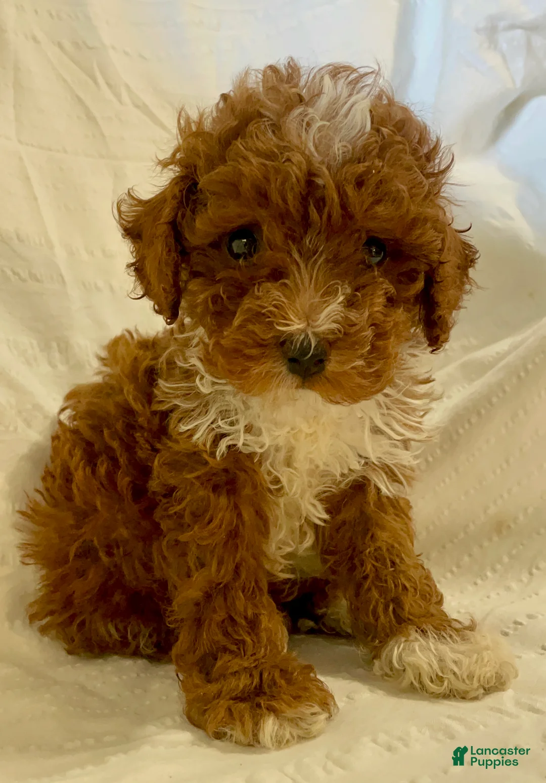 Toy Poodle dogs for sale: Snickerdoodle  - Ad 1