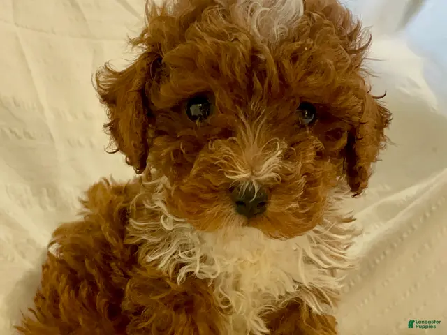 Toy Poodle dogs Snickerdoodle - Ad 23