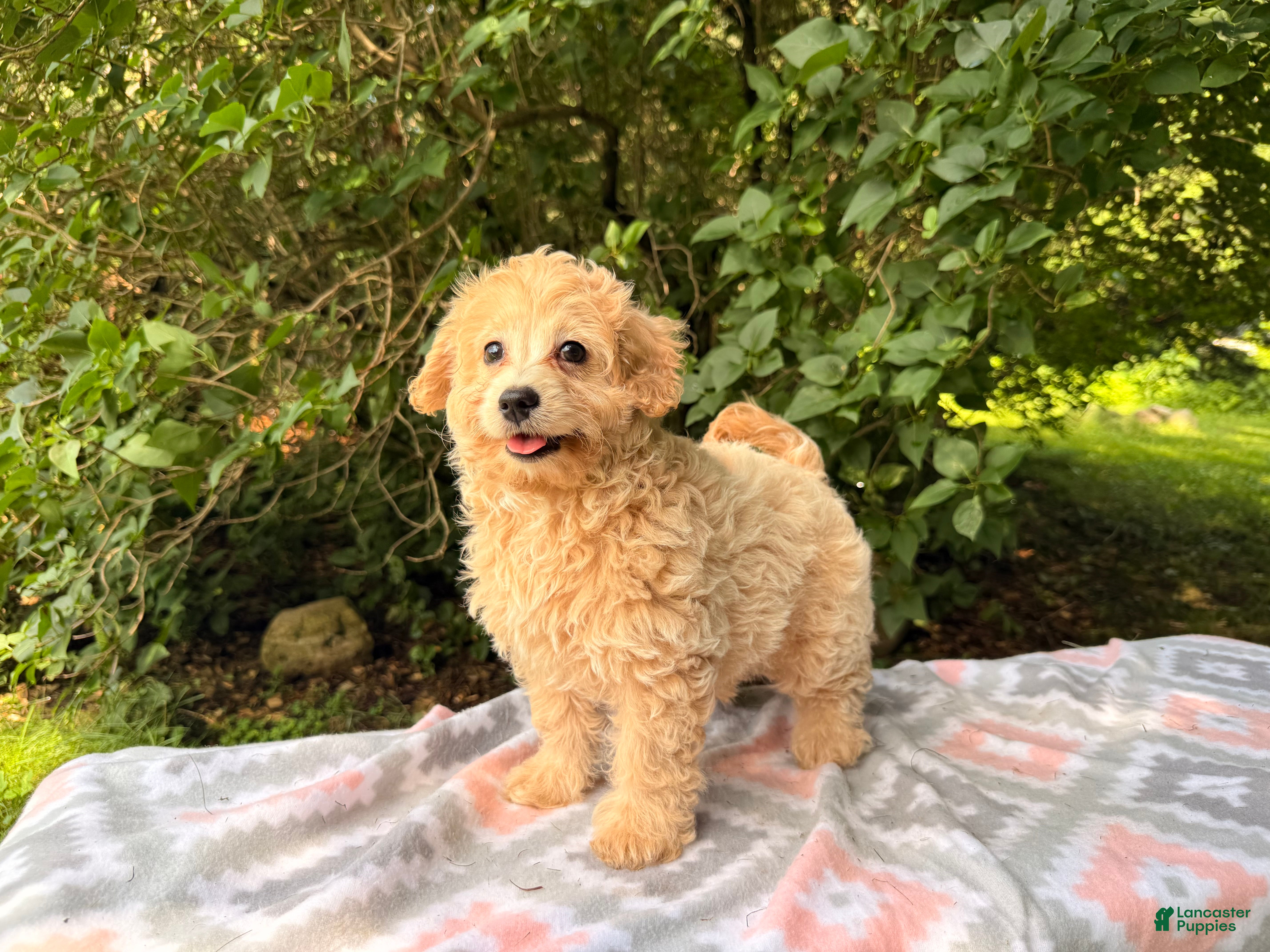 Eskipoo dogs Taffy - Ad 2