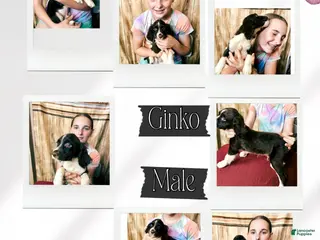 English Springer Spaniel dogs GInko - Ad 30