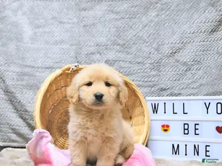 Golden Retriever dogs Leo - Ad 7