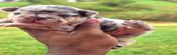 French Bulldog dogs for sale: Daphne - Ad 4
