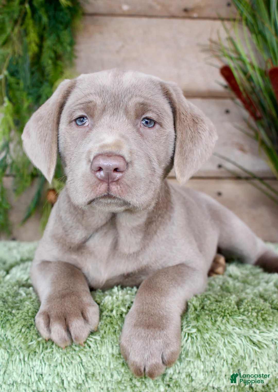 Labrador Retriever dogs for sale: Silver Seth - Ad 5