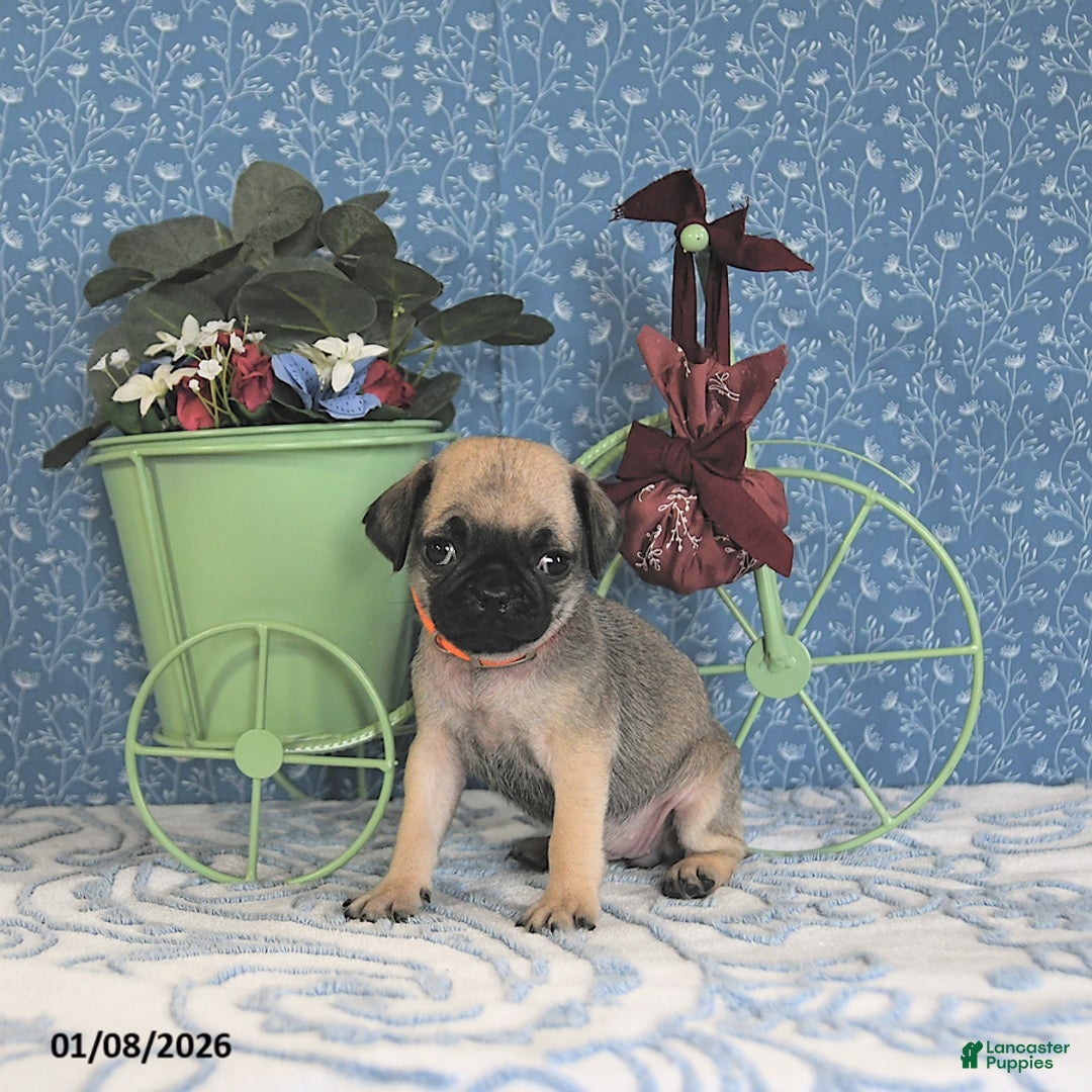 Pug dogs for sale: Lorita - Ad 4