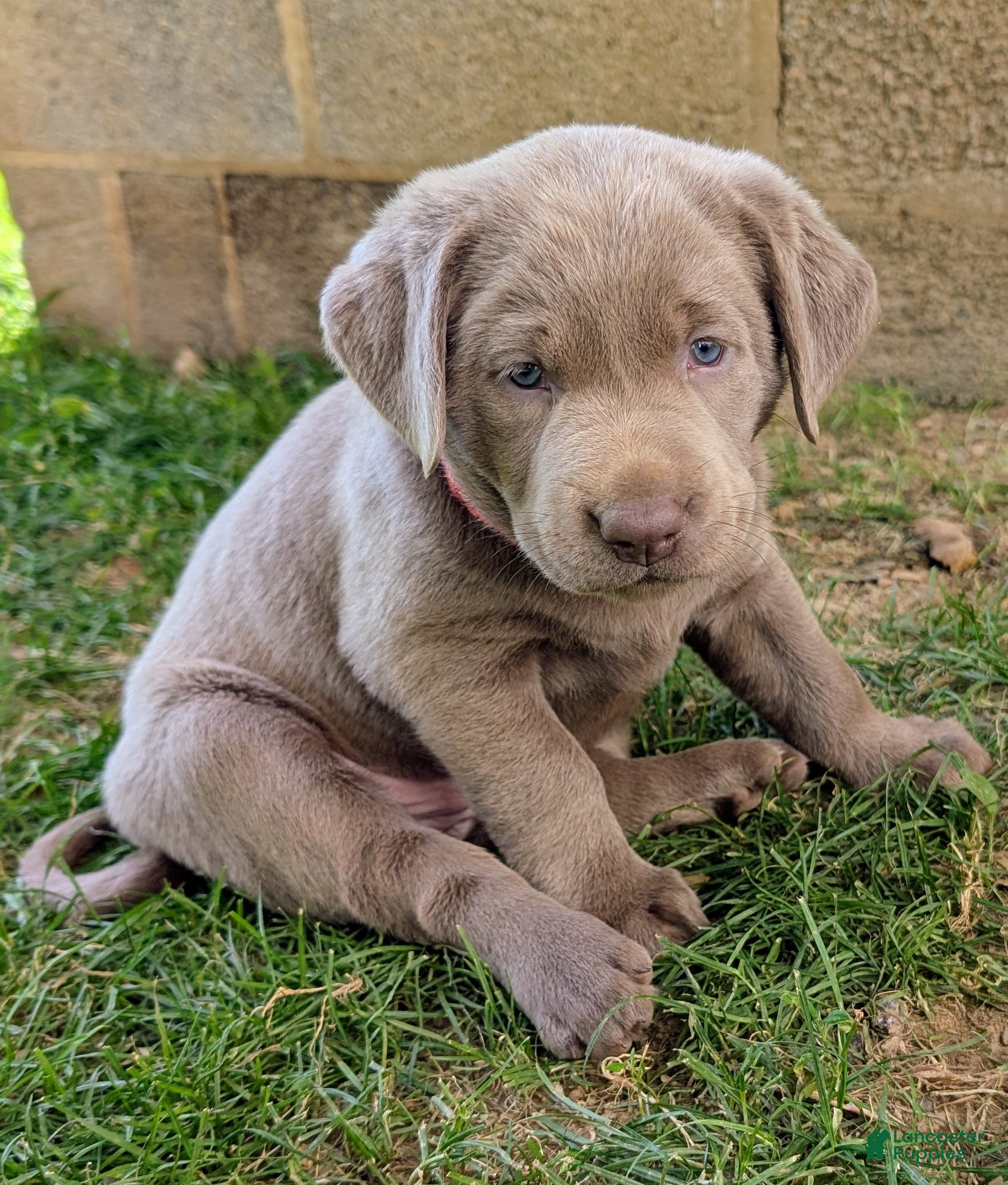 Labrador Retriever dogs Cherry - Ad 1