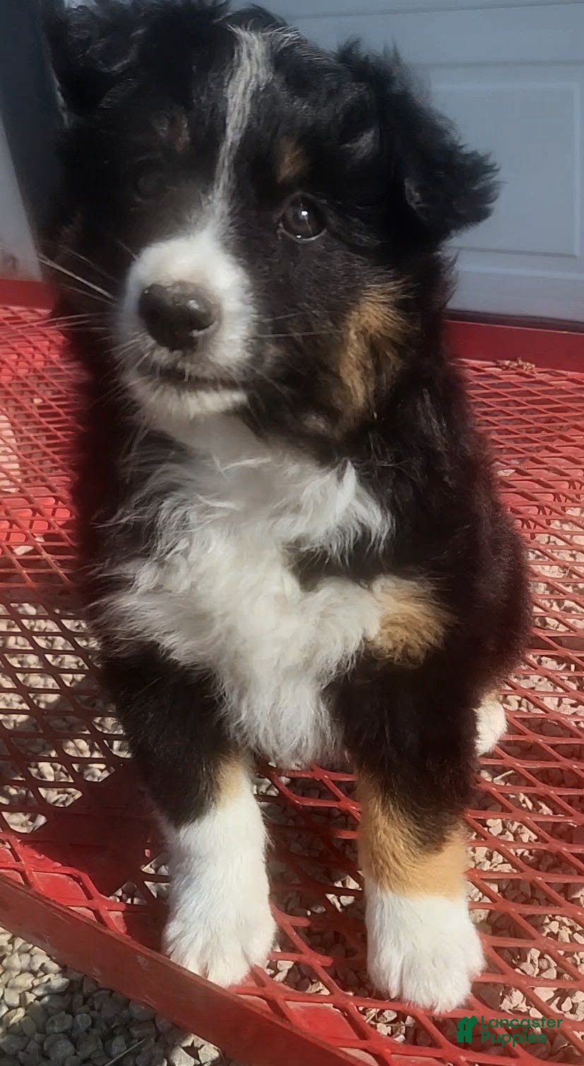 Australian Shepherd dogs Molly - Ad 2