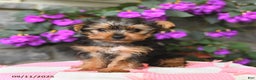 Yorkshire Terrier dogs for sale: Ridley EXTRA SMALL - Ad 4