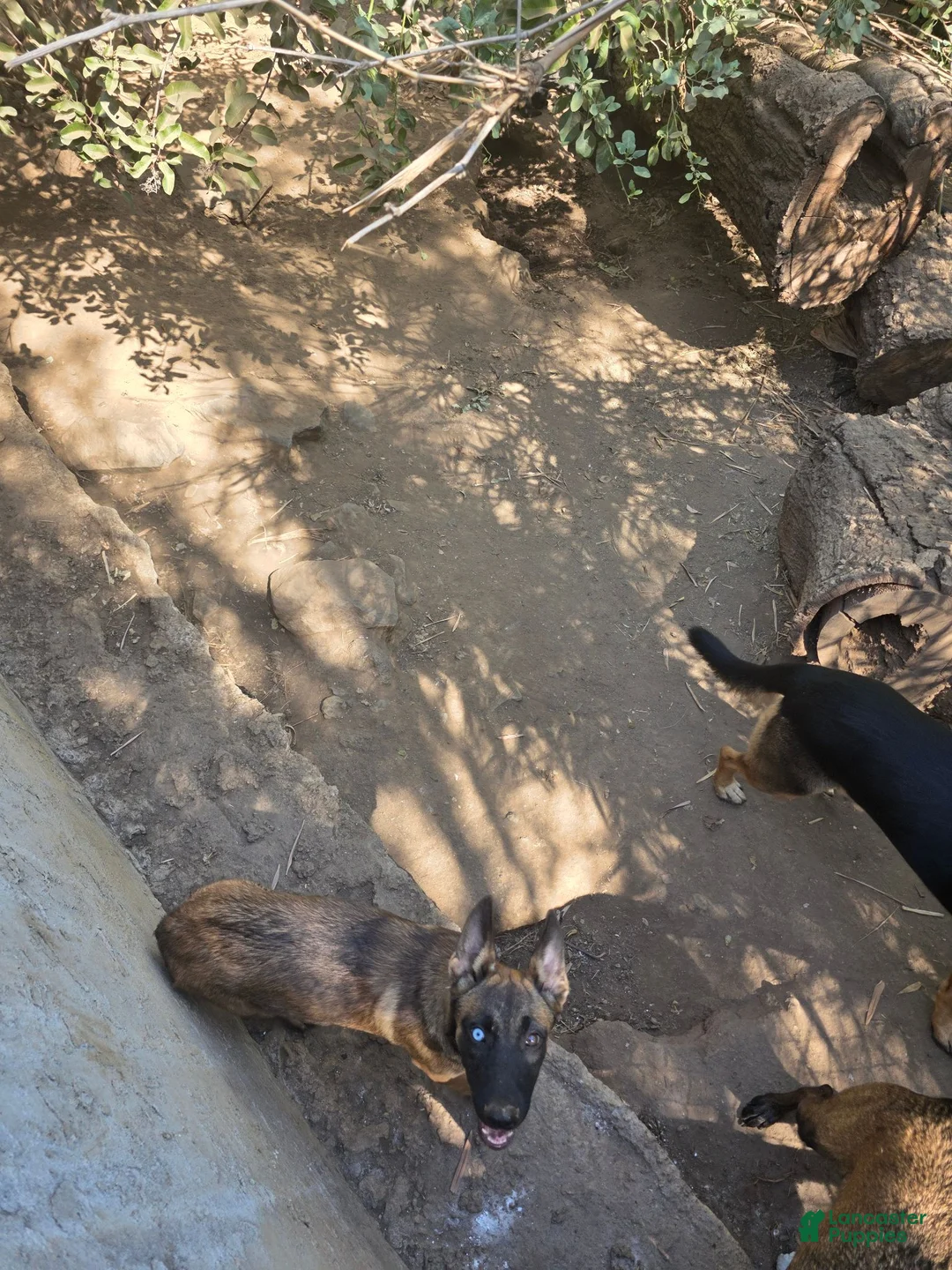 Mixed Breed dogs for sale: Mixed Breed 1 - Ad 6