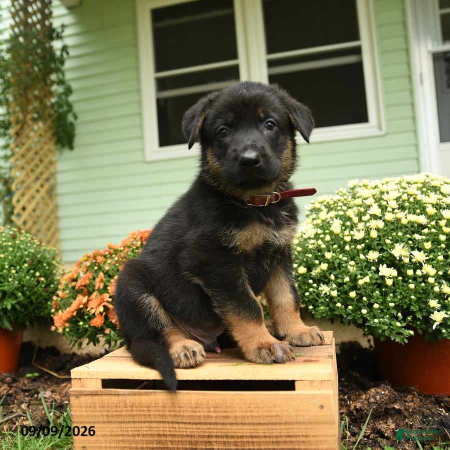 German Shepherd dogs Klaus - Ad 2