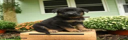 German Shepherd dogs for sale: Klaus - Ad 2