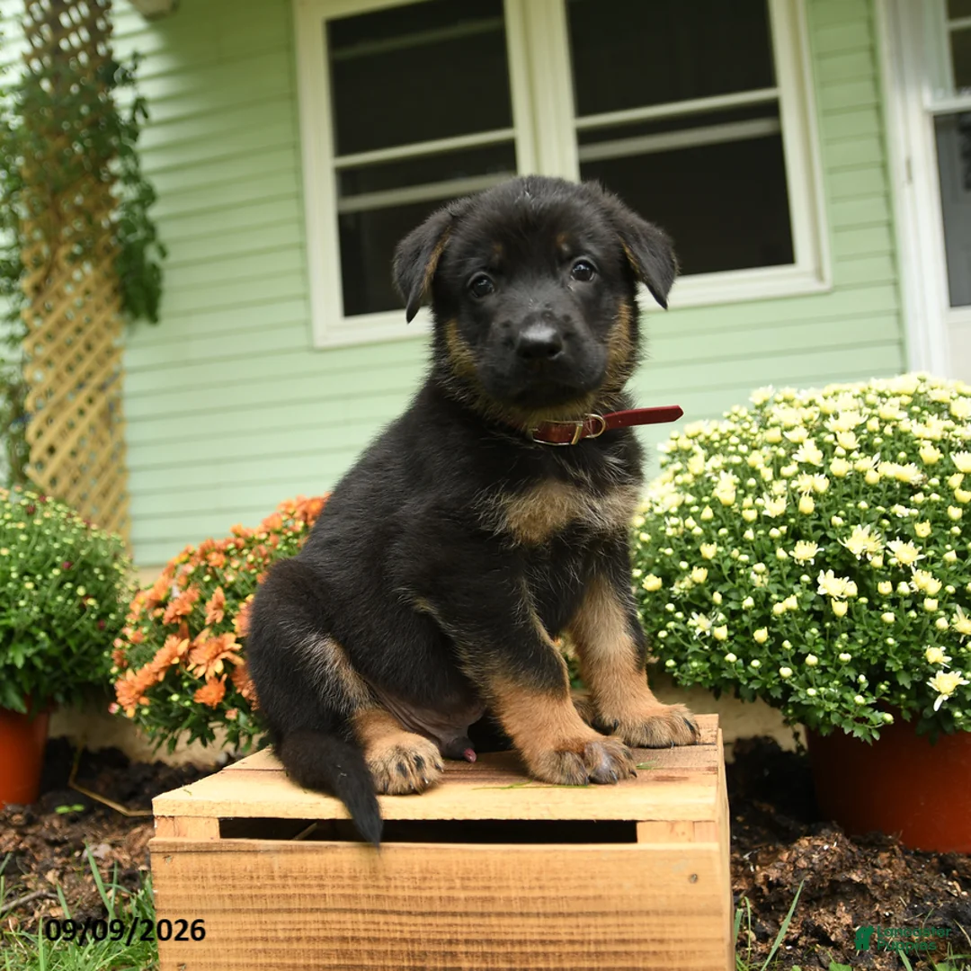 German Shepherd dogs for sale: Klaus - Ad 2
