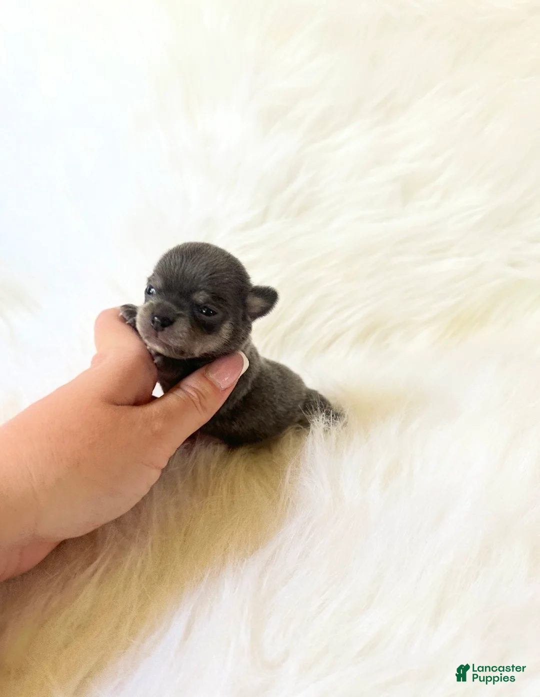 Chihuahua dogs for sale: AKC Tiny Stormie - Ad 3