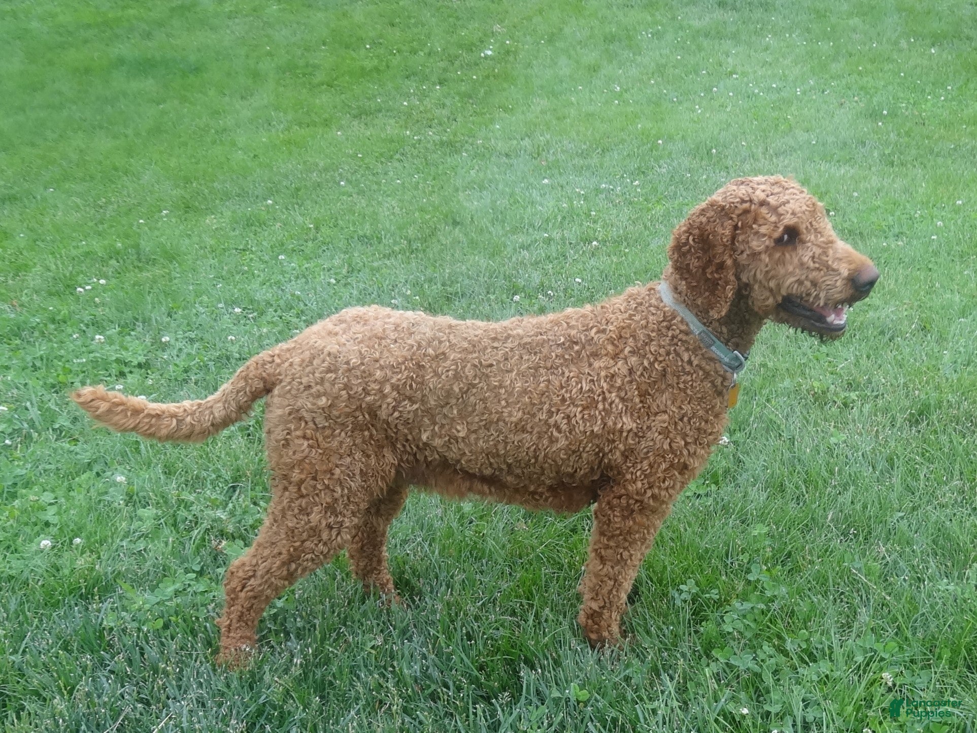 Stella