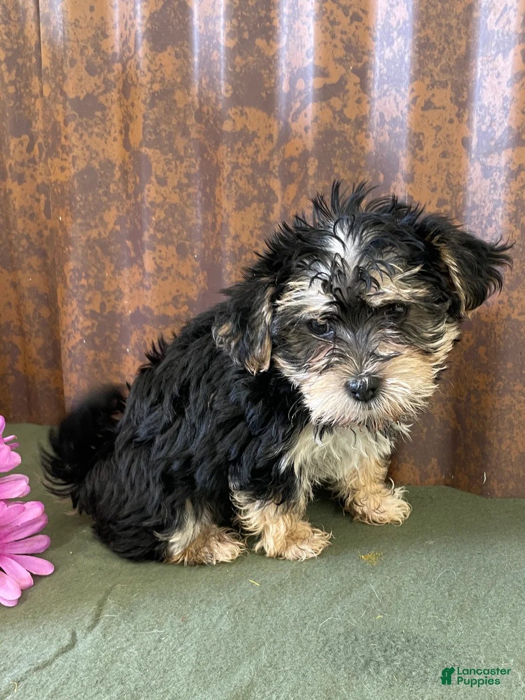 Morkie dogs for sale: Milo - Ad 1