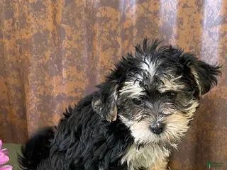 Morkie dogs Milo - Ad 42