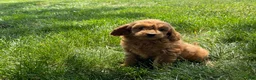 Mini Goldendoodle dogs for sale: Molly Mini Goldendoodle  - Ad 8