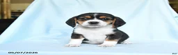 Beagle dogs for sale: Carol  - Ad 1