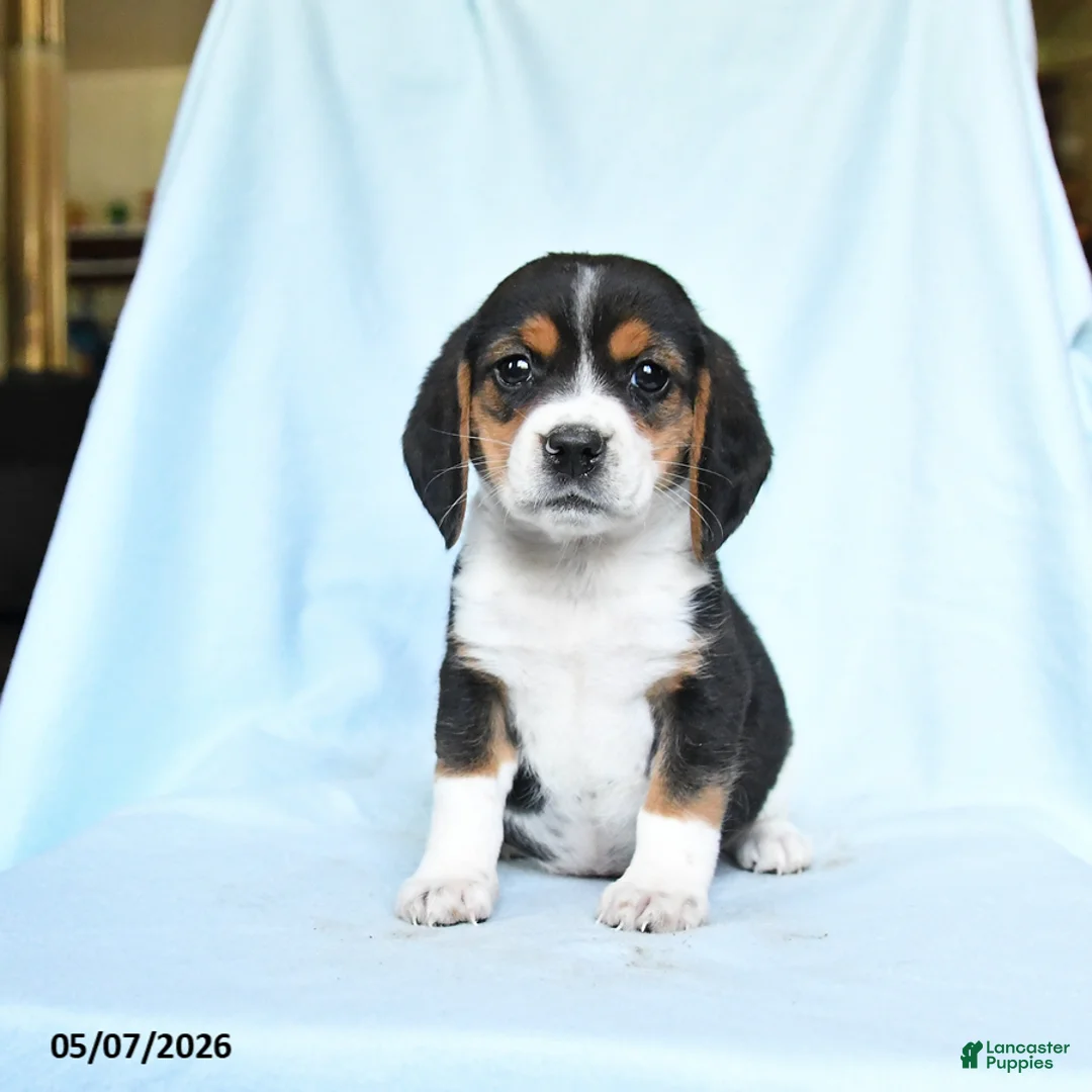 Beagle dogs for sale: Carol  - Ad 1