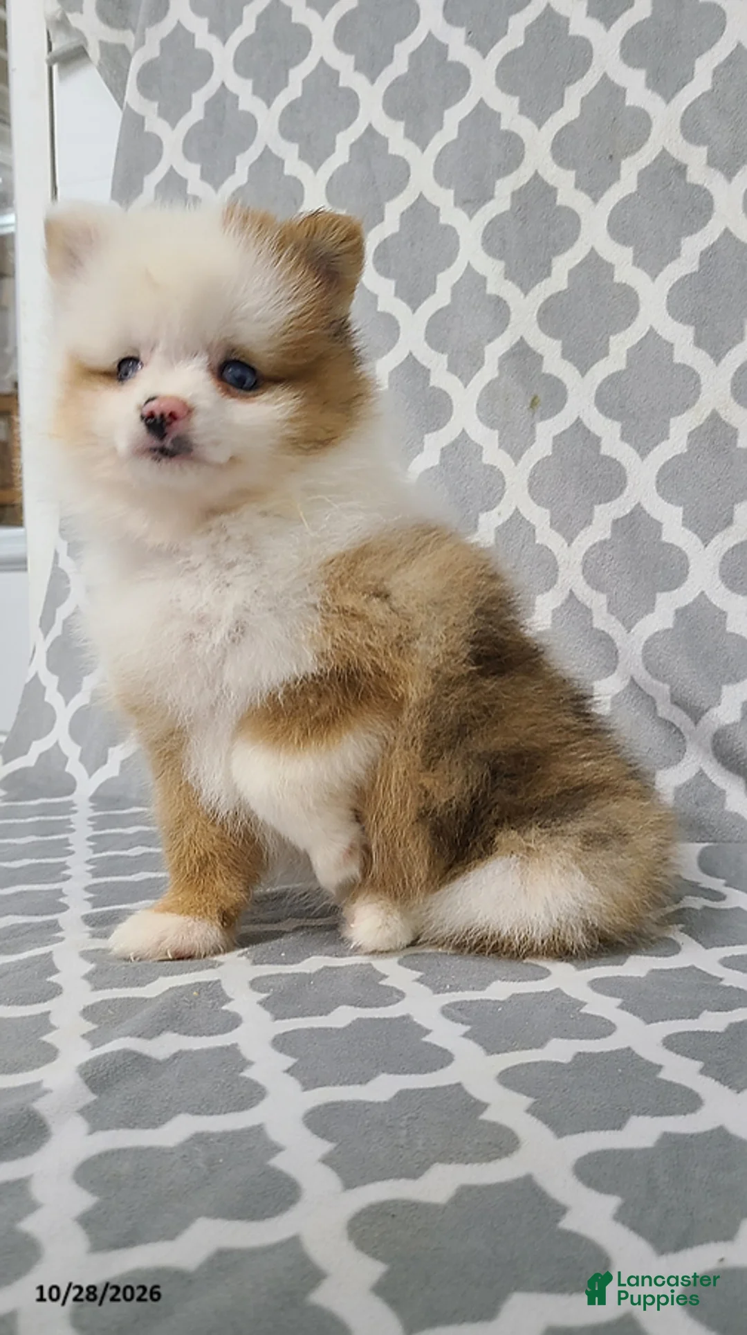 Pomeranian dogs for sale: Katie - Ad 4