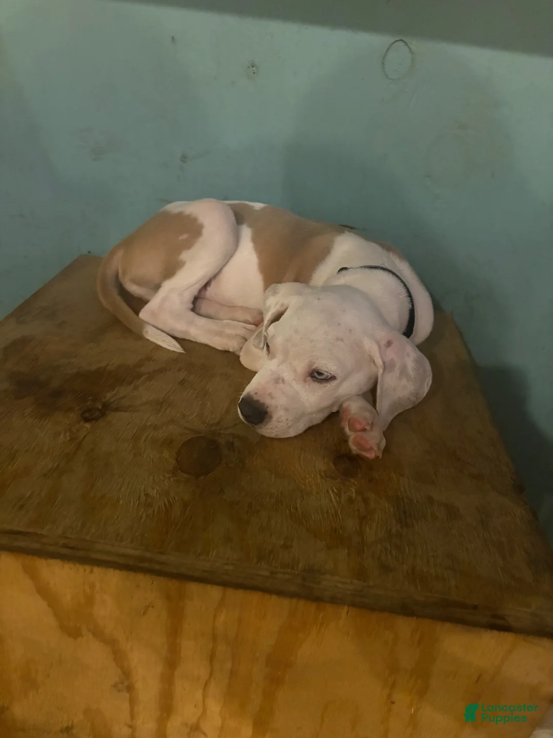 Mixed Breed dogs for sale: Mixed Breed 1 - Ad 2