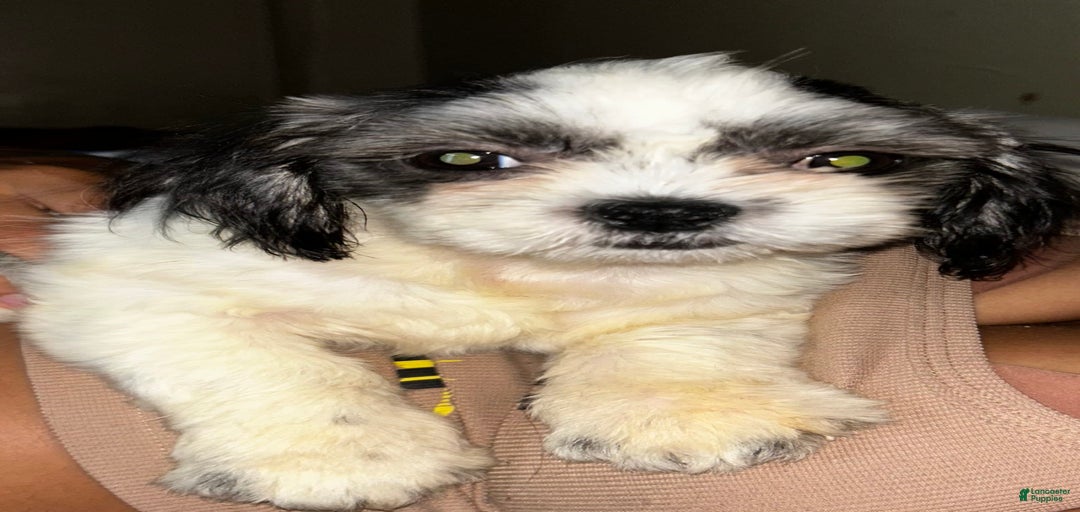 Gallery Image {{count}}