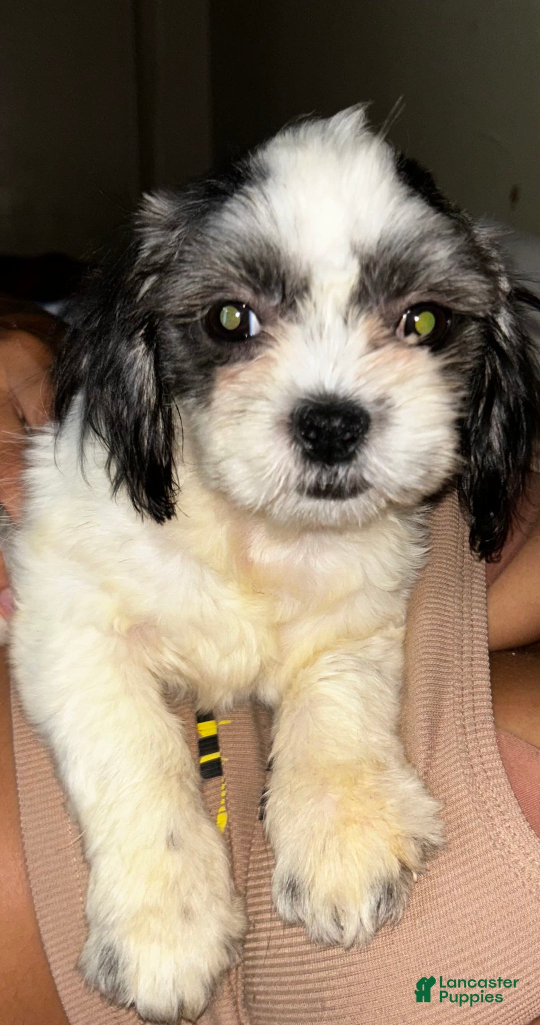 Gallery Image {{count}}