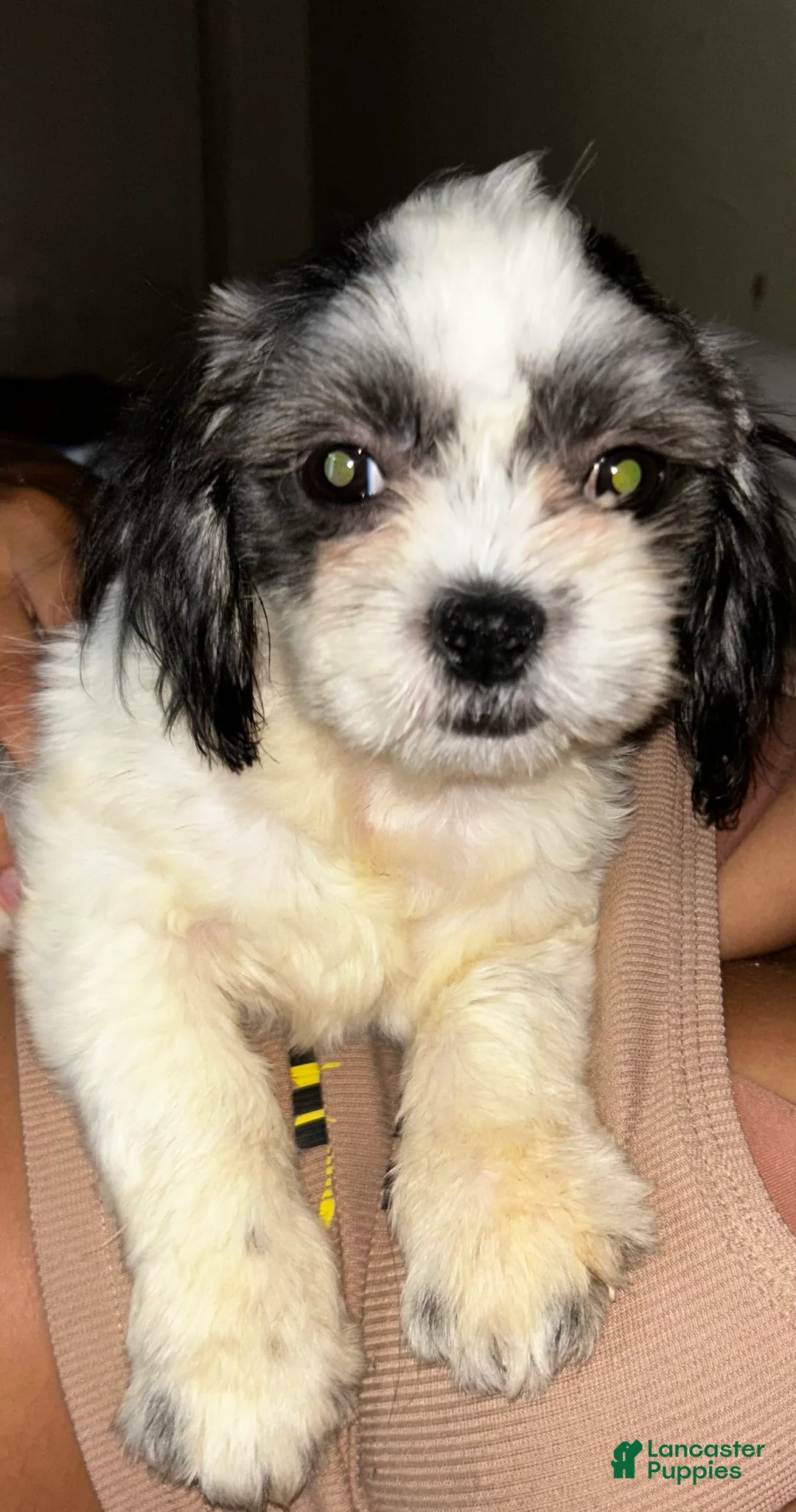 Gallery Image {{count}}