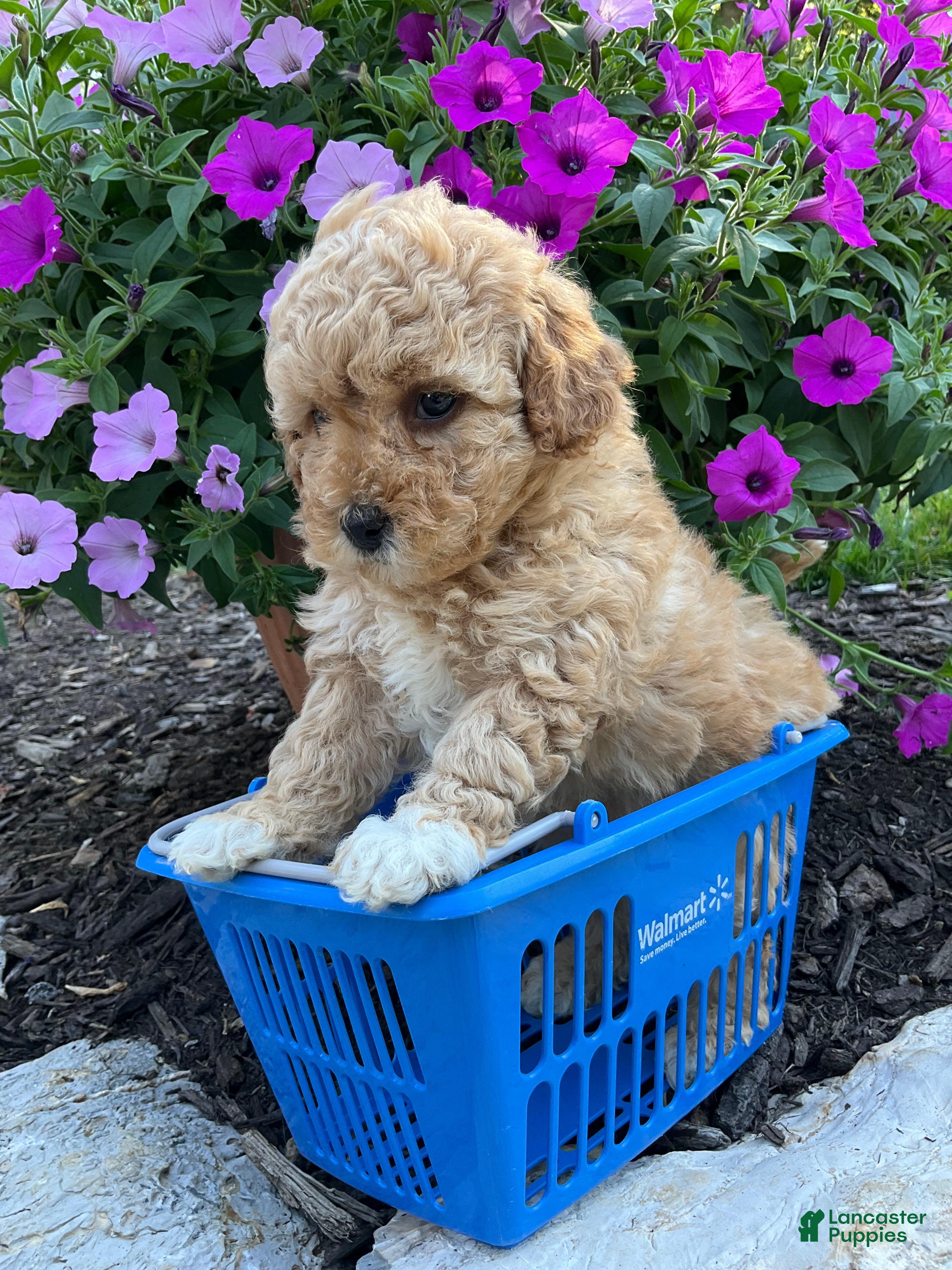Miniature Poodle dogs Zinnia  - Ad 2