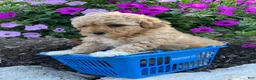 Miniature Poodle dogs for sale: Zinnia  - Ad 2