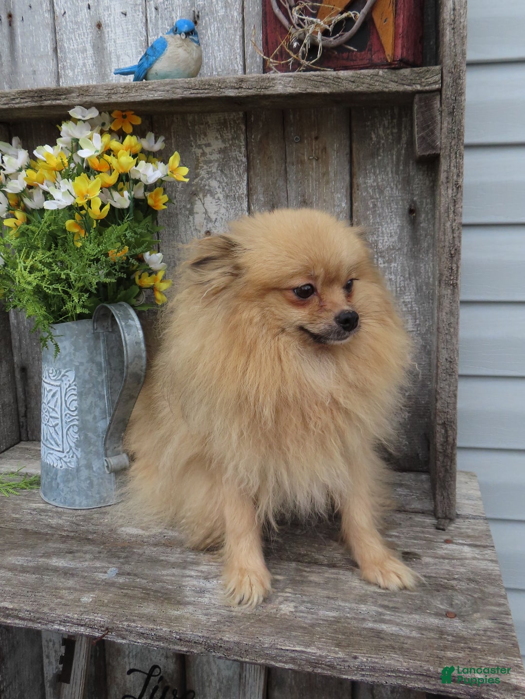 Pomeranian dogs for sale: DONALD - Ad 9