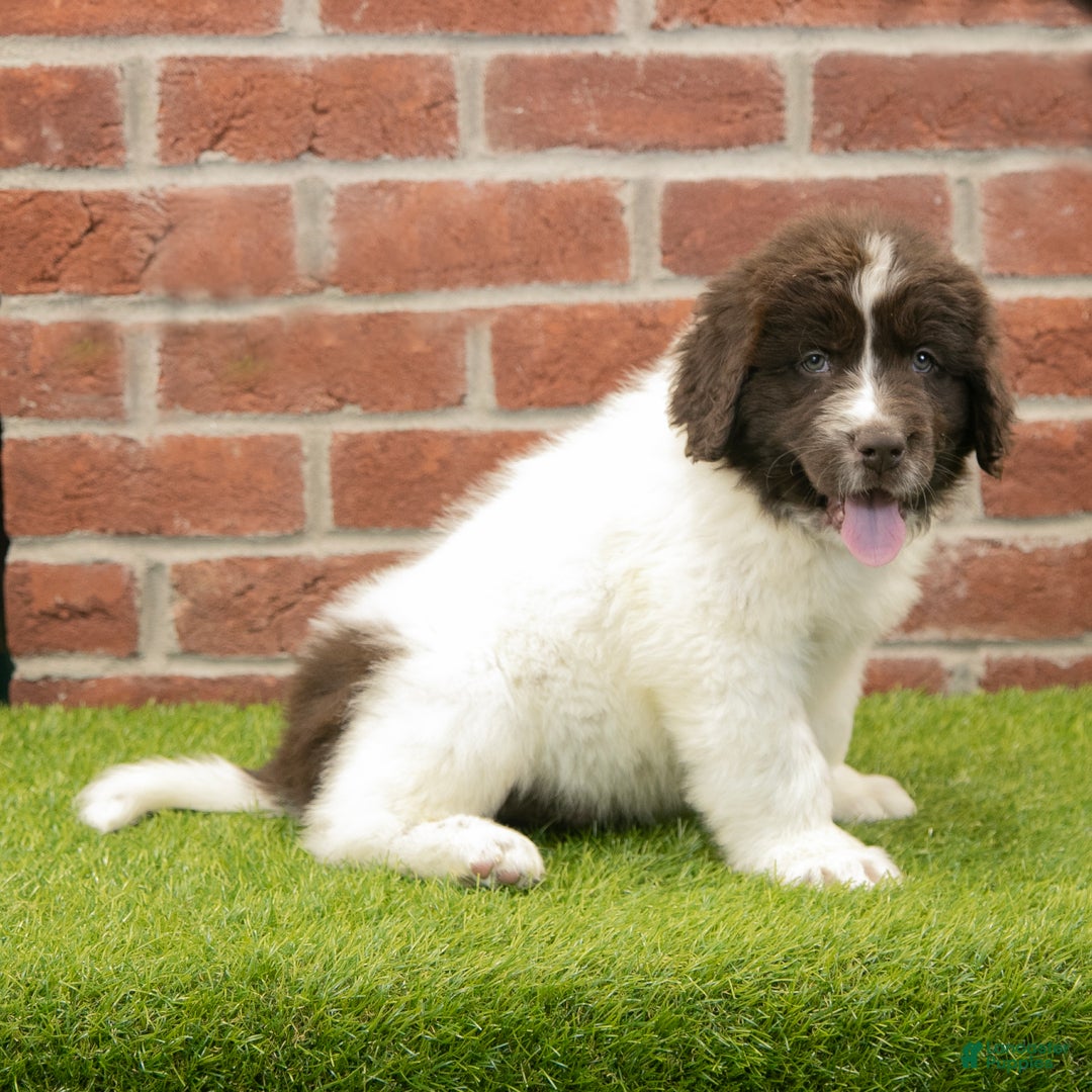 Newfoundland dogs for sale: Miles - Ad 2