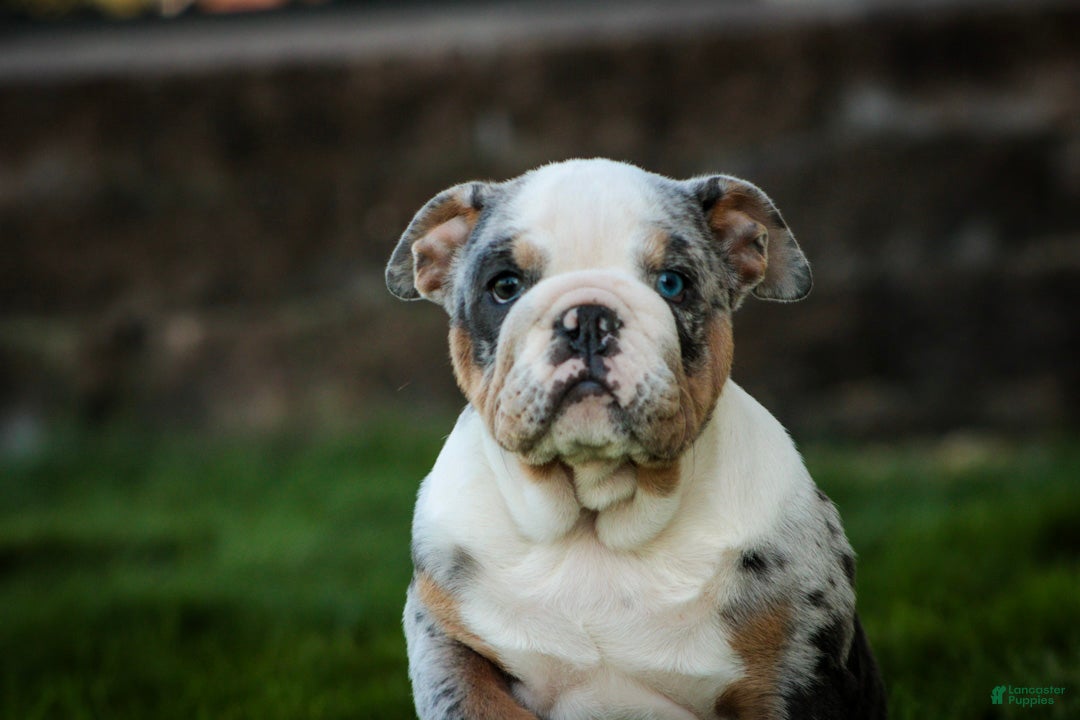 English Bulldog dogs Sebastian English Bulldog  - Ad 1