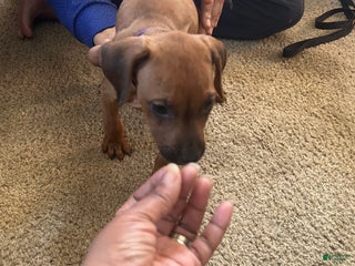 Rhodesian Ridgeback dogs Rhodesian Ridgeback Puppy 11 purple collar - Ad 16