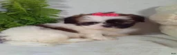 Shih Tzu dogs for sale: Alexa - Ad 4